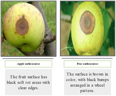 DIC-Transformer: interpretation of plant disease classification results using image caption generation technology